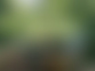 Jungpflanzenmarkt | Neues