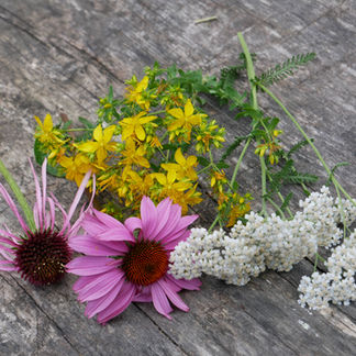Arzneipflanzen und Heilpflanzen