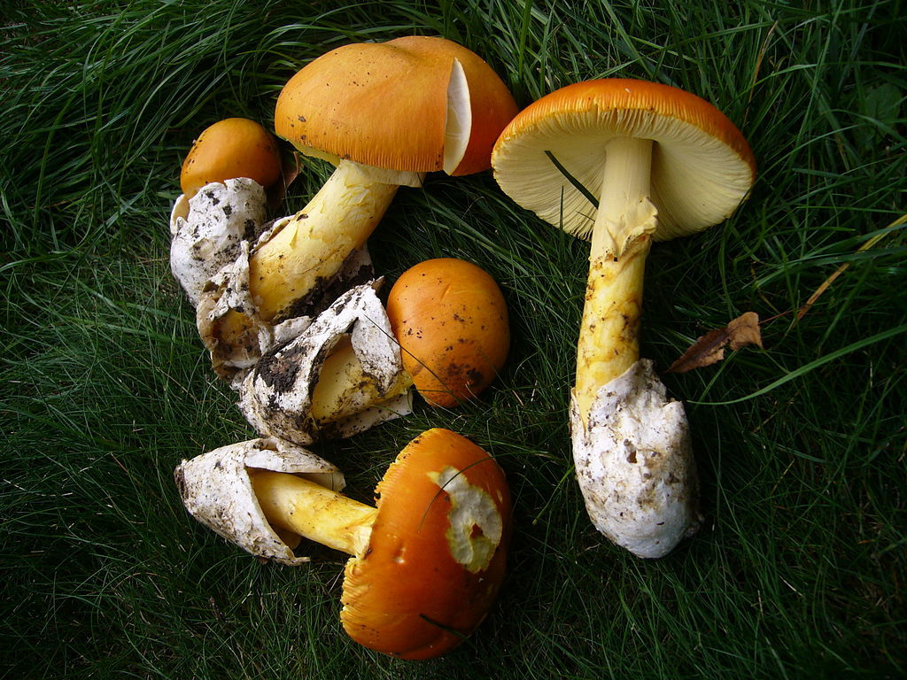 amanitas dos césares