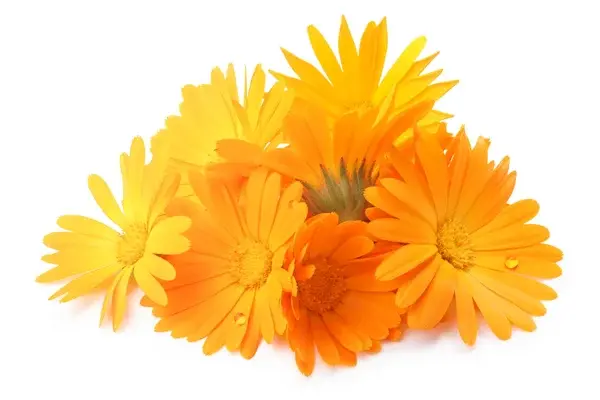 Miniatura: edible marigold