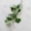 Saltbush