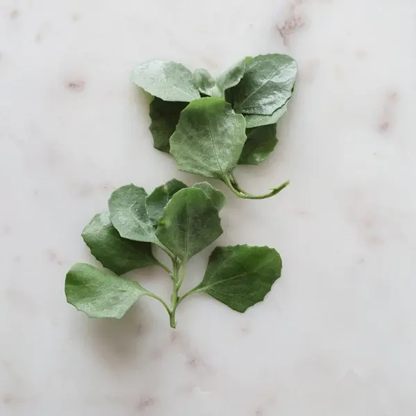 Saltbush