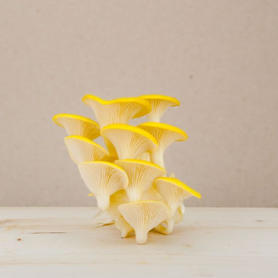 cogumelos pleurotus, Pleurotus Citrinopileatus, oyster mushrooms