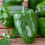 Miniatura: pimento verde, green bell pepper