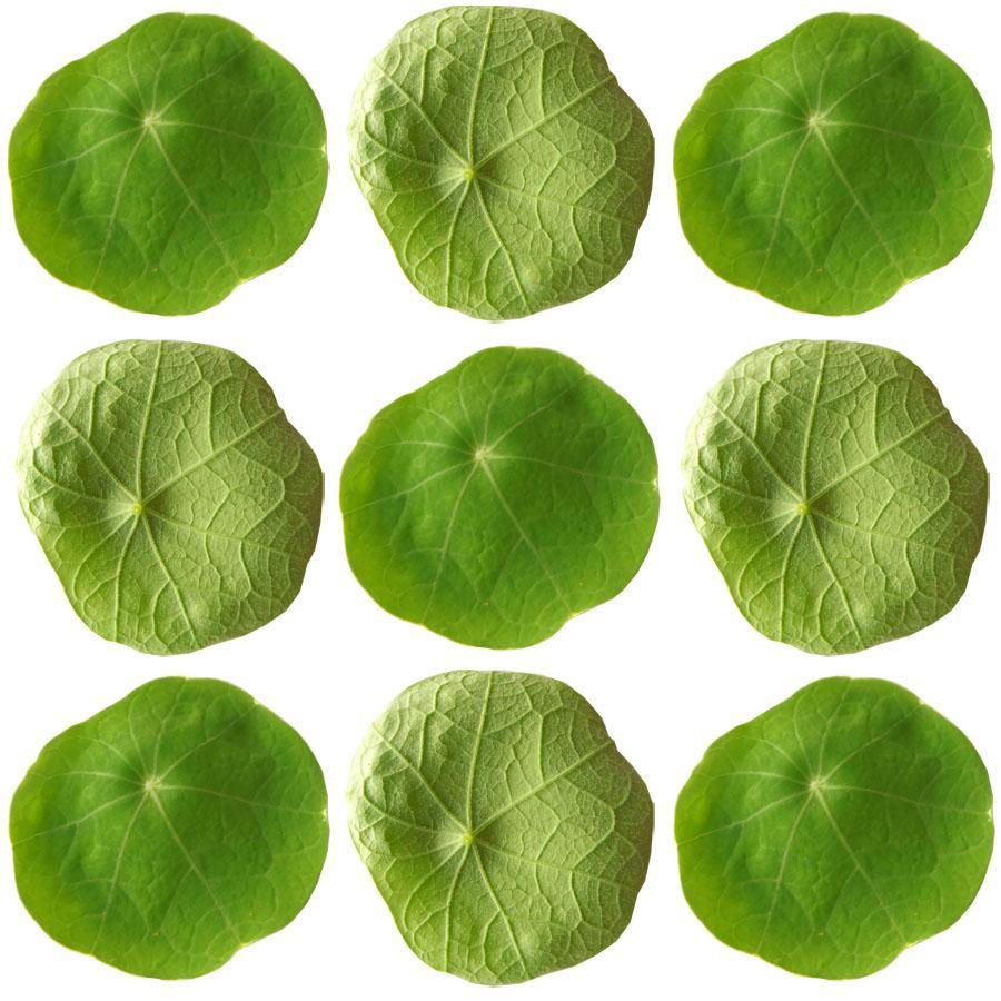 Miniatura: dinamite, folhas de capuchinhas, nastúrcio, Microgreens, nasturtium