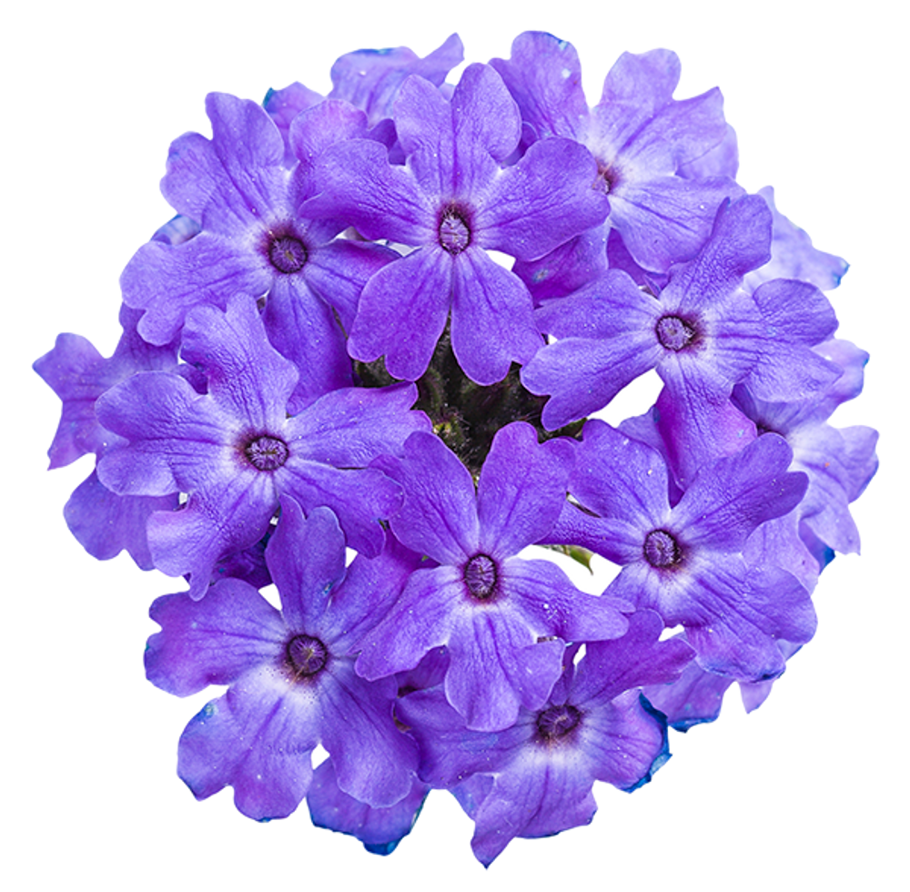 verbena