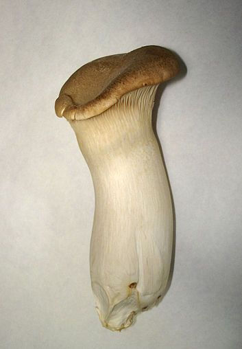 Miniatura: COGUMELOS ERYNGUI, ERYNGII, KING OYSTER MUSHROOMS