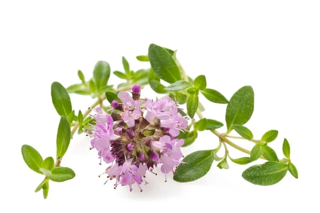 TOMILHO-SERPÃO | limacompimenta