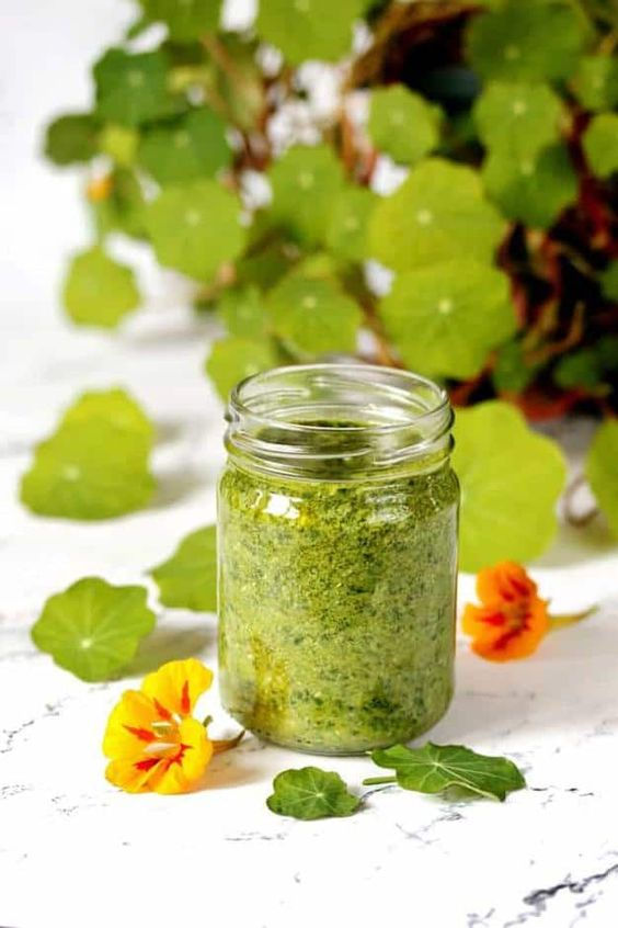 Miniatura: dinamite, folhas de capuchinhas, nastúrcio, Microgreens, nasturtium