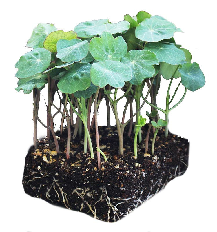 Miniatura: dinamite, folhas de capuchinhas, nastúrcio, Microgreens, nasturtium