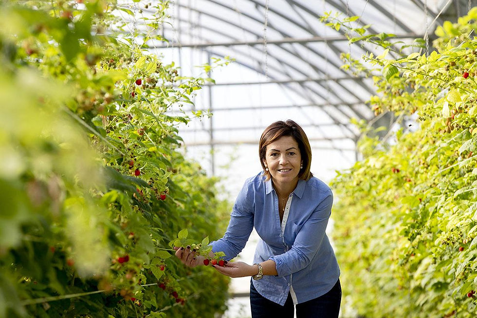 sr berry, berries, framboesas, mirtilos, diospiros, agricultura, mulheres, empresárias