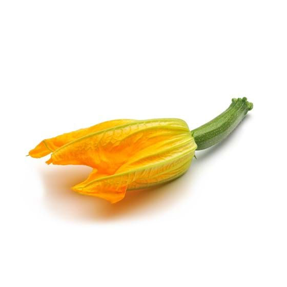 flor de courgette