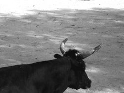 Bullfight