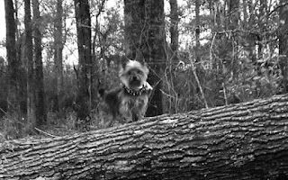 When Diddle was Little | Library | getAmazin kids