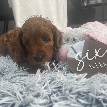 Bo's Pups 6 Weeks Old