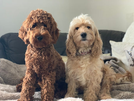 Cockapoo Waiting List Now Open!