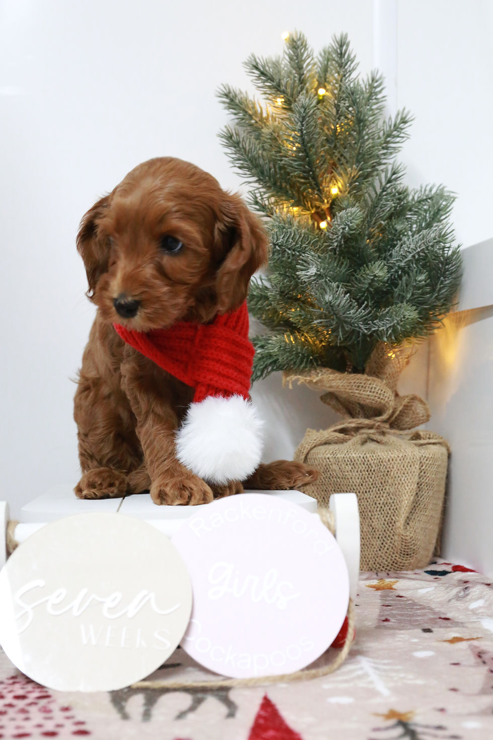 Winnie's Pups 7 Weeks Old