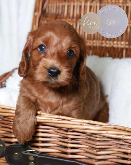 Devon & Freddie's Pups - 5 Weeks Old