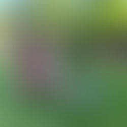 Winnie’s Pups Playing In The Sun