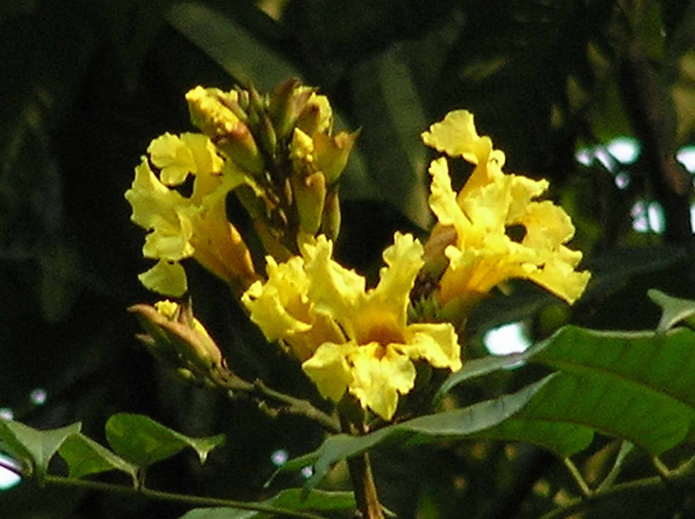 Stipulata Flower Used for Cooking