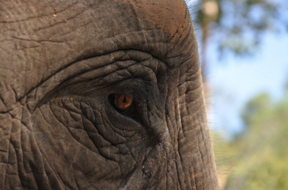 Look into the Soul of an Elephant