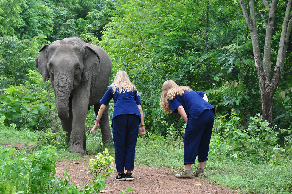 Observing Elephants