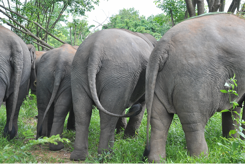 Elephant Behinds