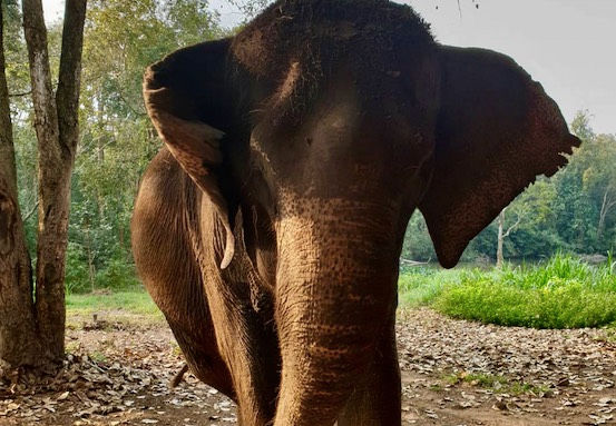 Intimate meetings with Elephants