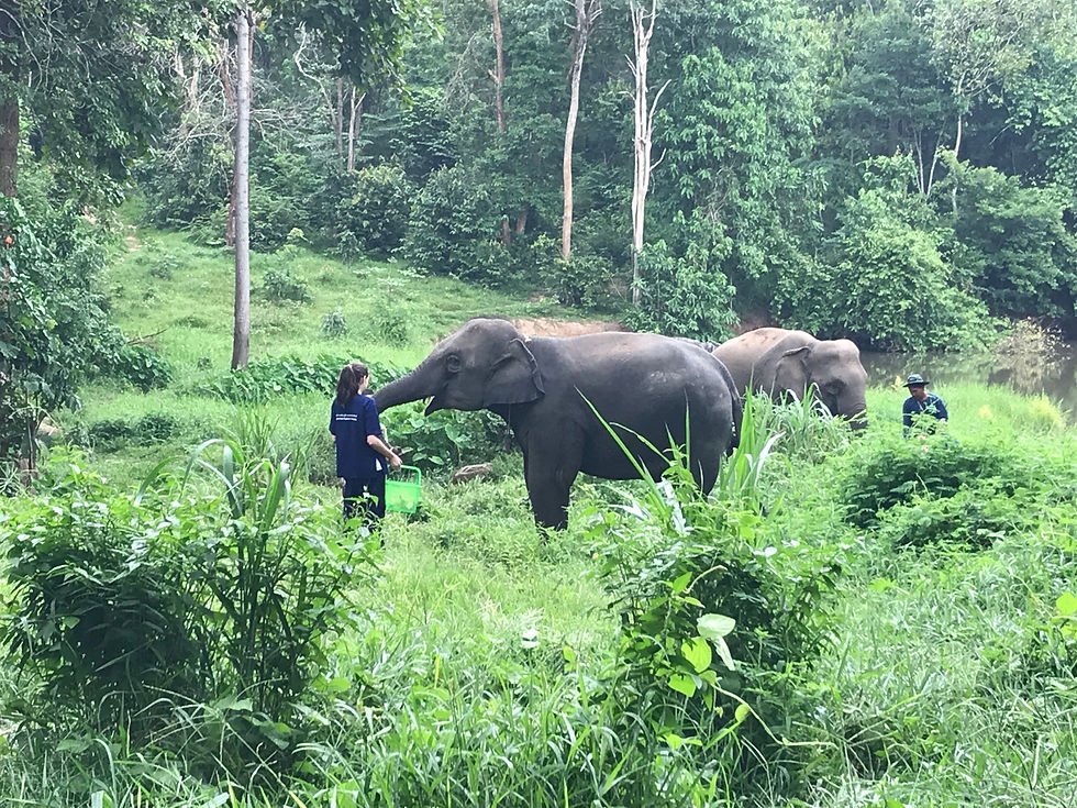 Learning Elephant Care
