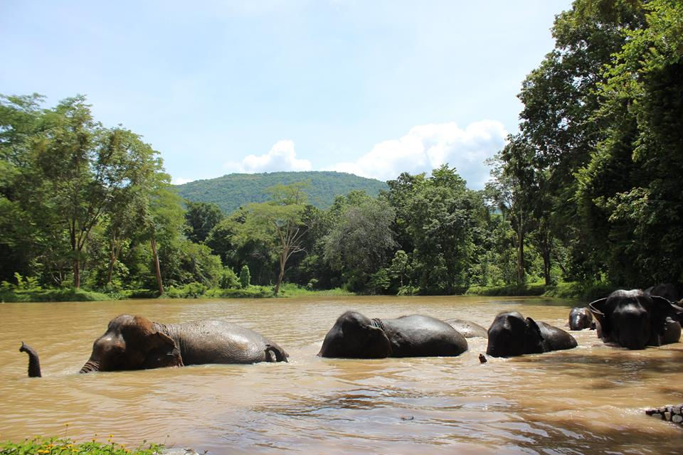 Swimming Elephants