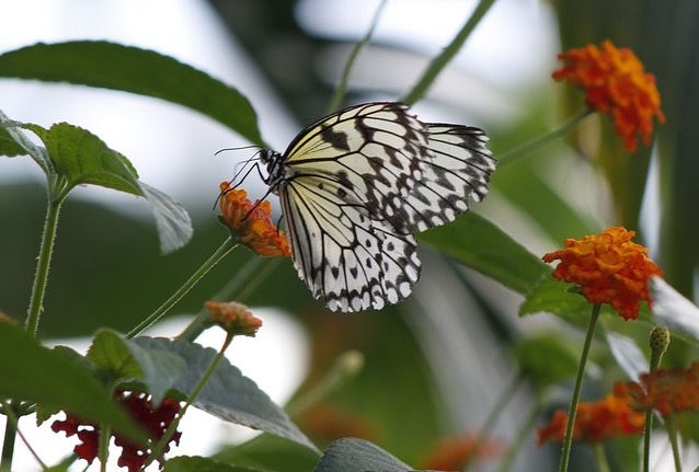 Countless Butterflies