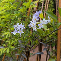 Solanum bonariense