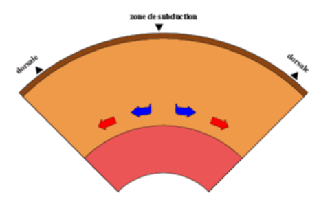 cellules_medium.gif