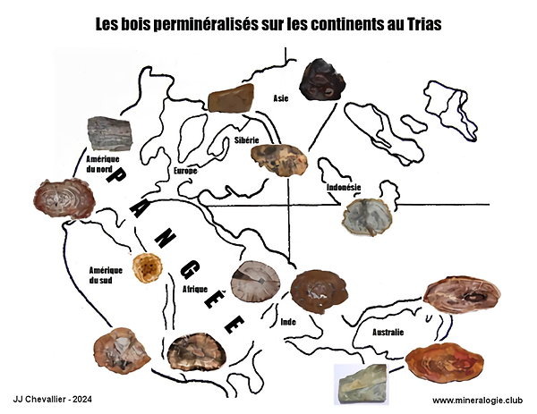Les bois perminéralisés sur les continents du Trias.
