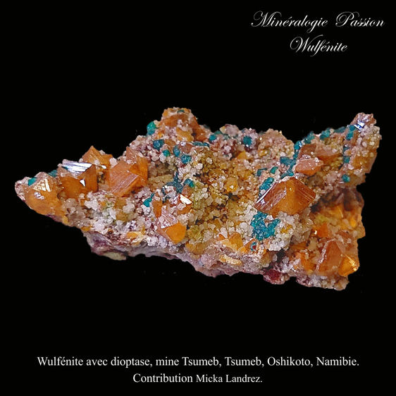 Wulfénite avec dioptase, mine Tsumeb, Tsumeb, Oshikoto, Namibie..jpg