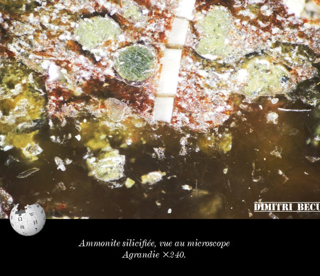 Ammonite silicifiée, vue au microscope.jpg