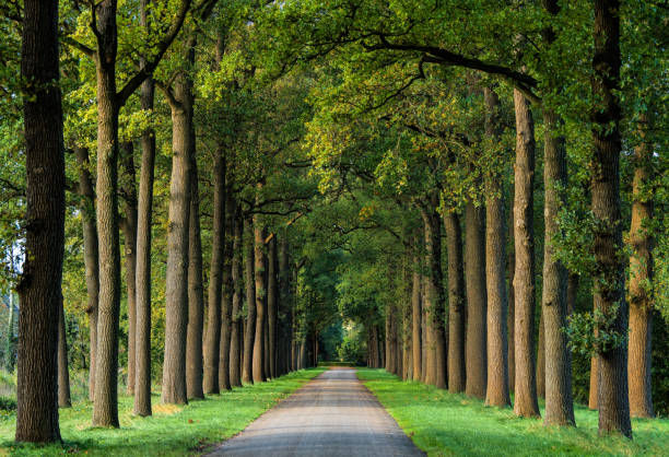 tree.jpg
