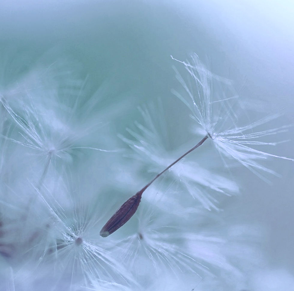 Dandelion Parachute Seed_edited.jpg