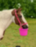 IMG_7683.jpeg