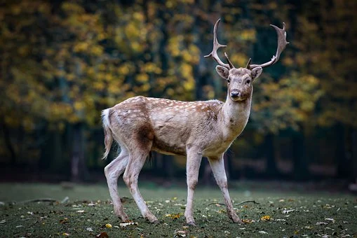 strazci lesa2.webp