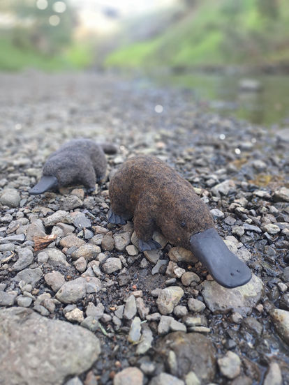 Platypus 