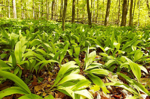 Préserver l’intégrité écologique tout en gardant ses mains dans ses poches!