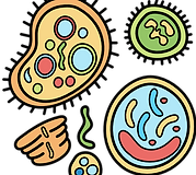 bacteria.png