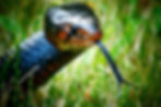 Eastern Indigo snake Drymarchon couperi