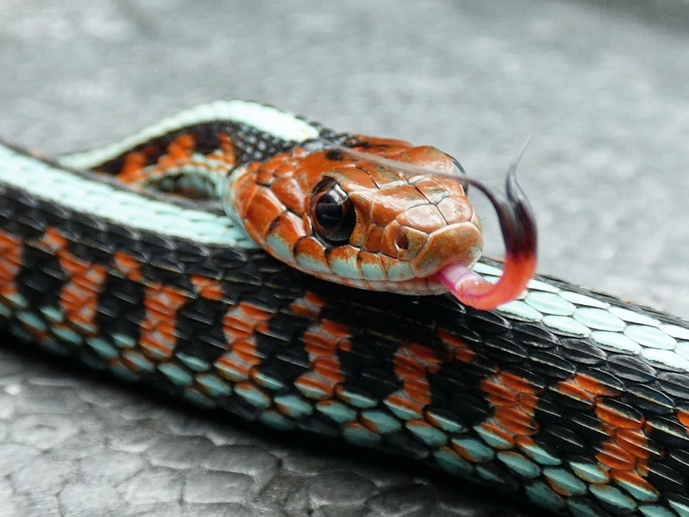 California Redsided Garter Snake care guide