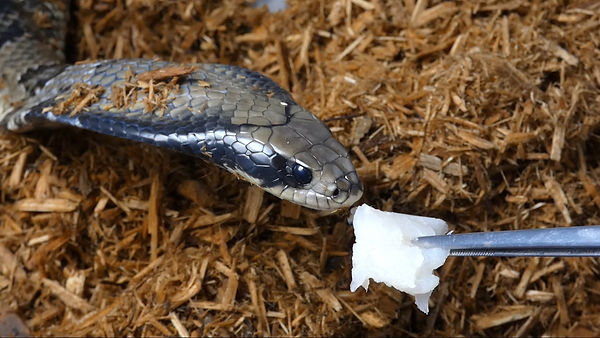 False Water Cobra Care Guide | Creatures of Nightshade