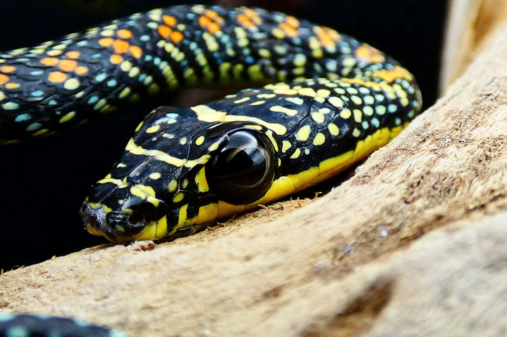 Paradise Flying Snake Care Guide