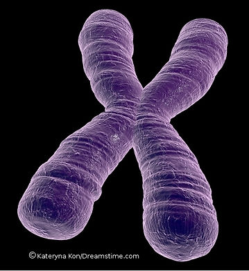 X chromosome
