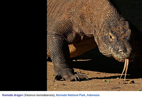 Komodo dragon.png