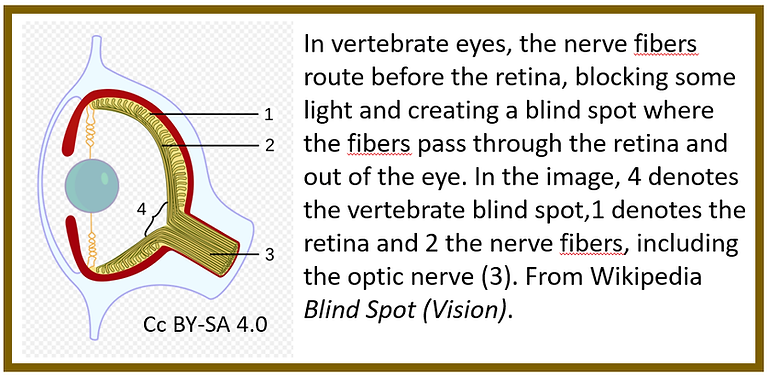 Blind spot plate.png